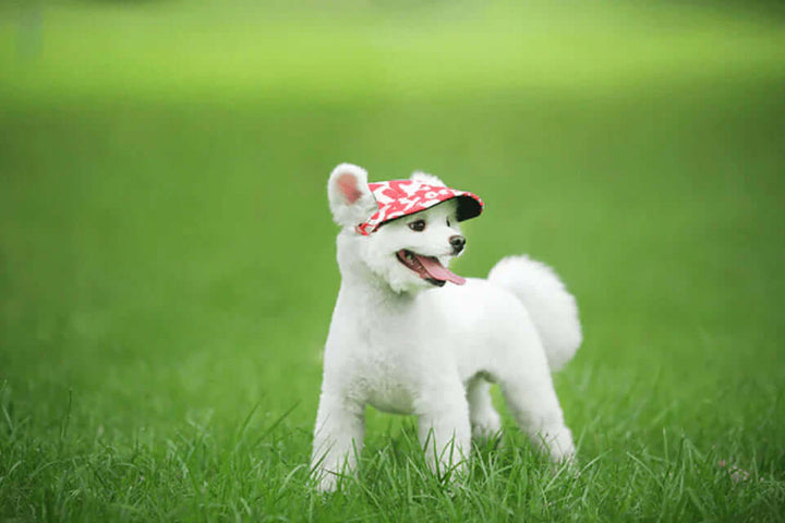 Casquette pour chien avec trous pour les oreilles et mentonnière