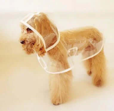 Veste imperméable transparente pour chien