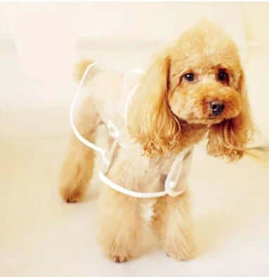 Veste imperméable transparente pour chien