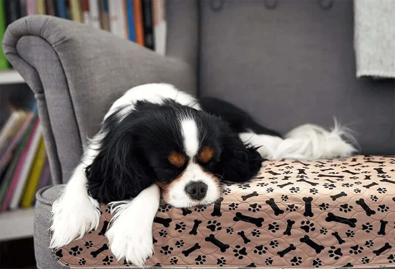 Wiederverwendbare Hunde-Trainingsmatte