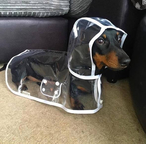 Veste imperméable transparente pour chien