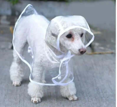 Veste imperméable transparente pour chien