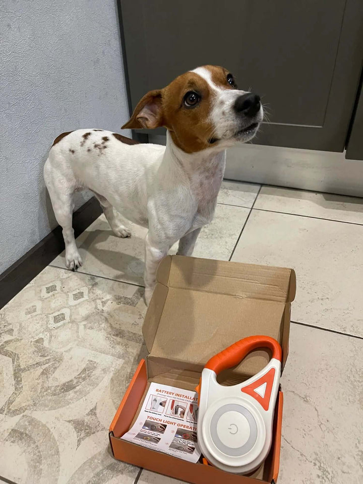 Laisse pour chien LED avec lampe de poche, 5 m, laisse lumineuse