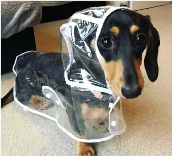 Veste imperméable transparente pour chien