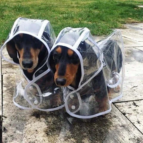 Veste imperméable transparente pour chien