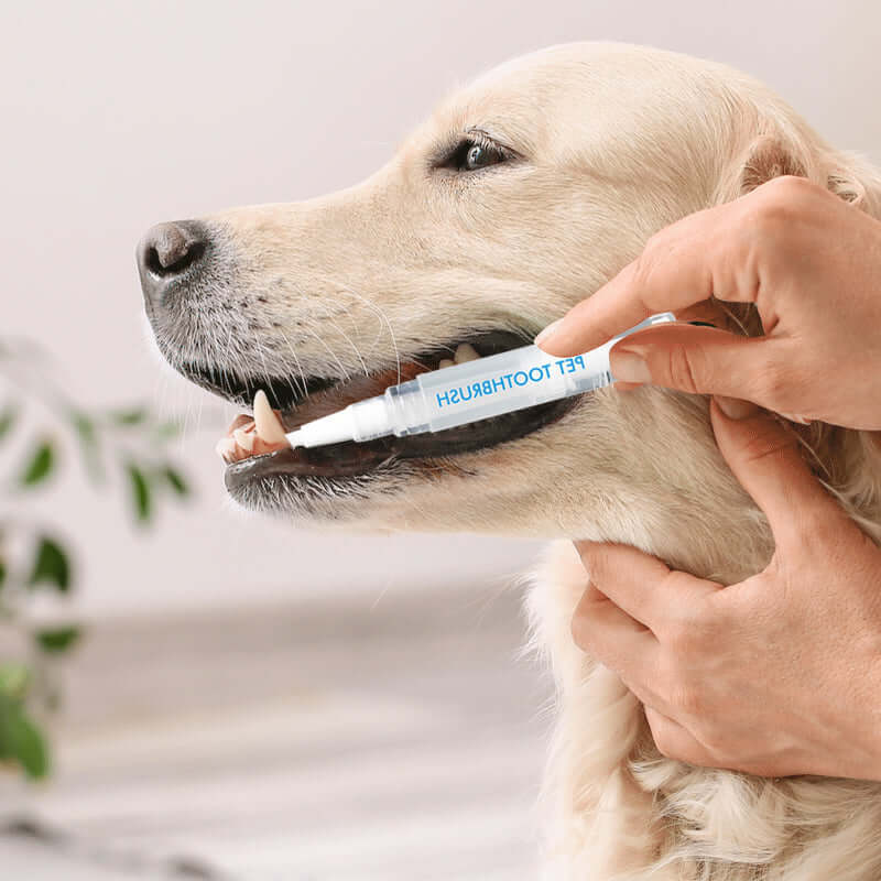 Stylo de soins dentaires pour chiens et chats