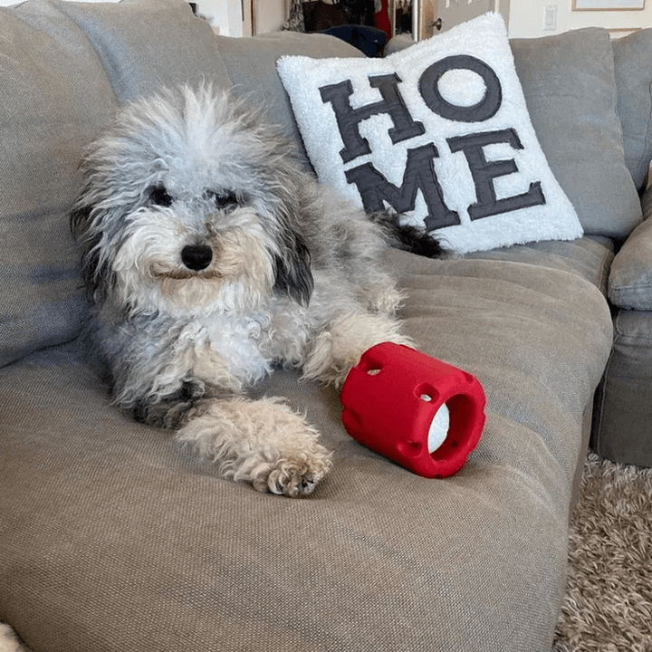 Hundespielzeug Springball für Zahnpflege & Spielspaß