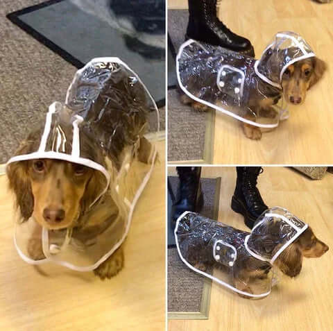 Veste imperméable transparente pour chien