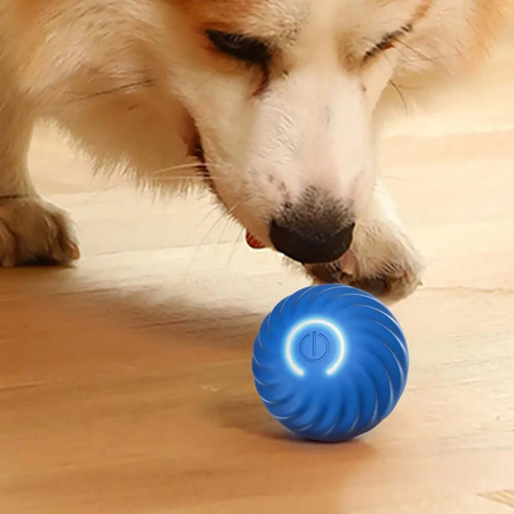 Jouet interactif à roulettes pour chien