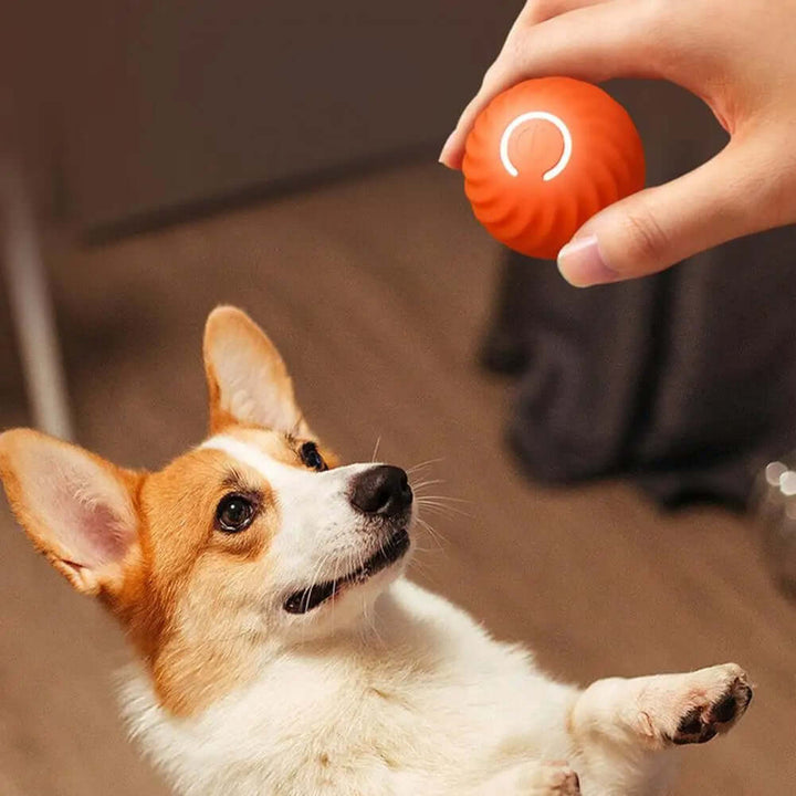 Jouet interactif à roulettes pour chien