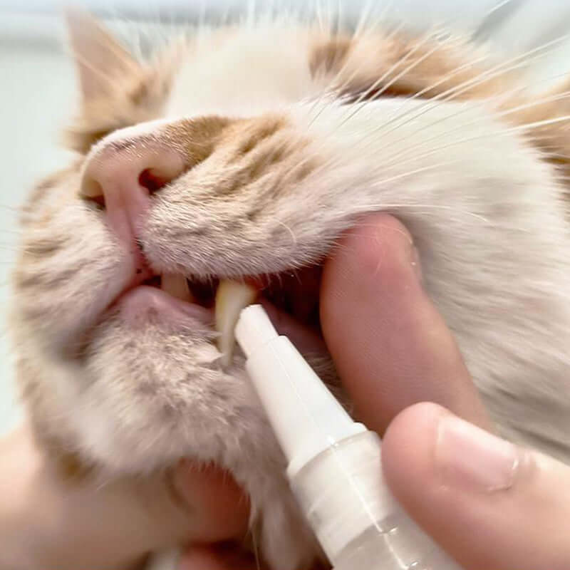 Stylo de soins dentaires pour chiens et chats