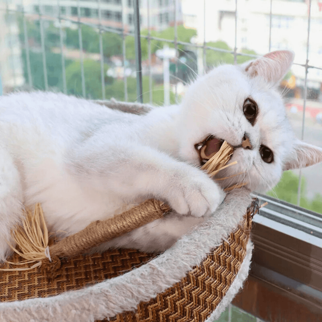 Katzen Kaustangen - 5er Set - Natürliches Silvervine