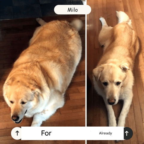 Automatischer, tragbarer, wiederaufladbarer Ballwerfer für Hunde, ideal für den Garten. Kommt mit 3 Bällen in leuchtenden Far