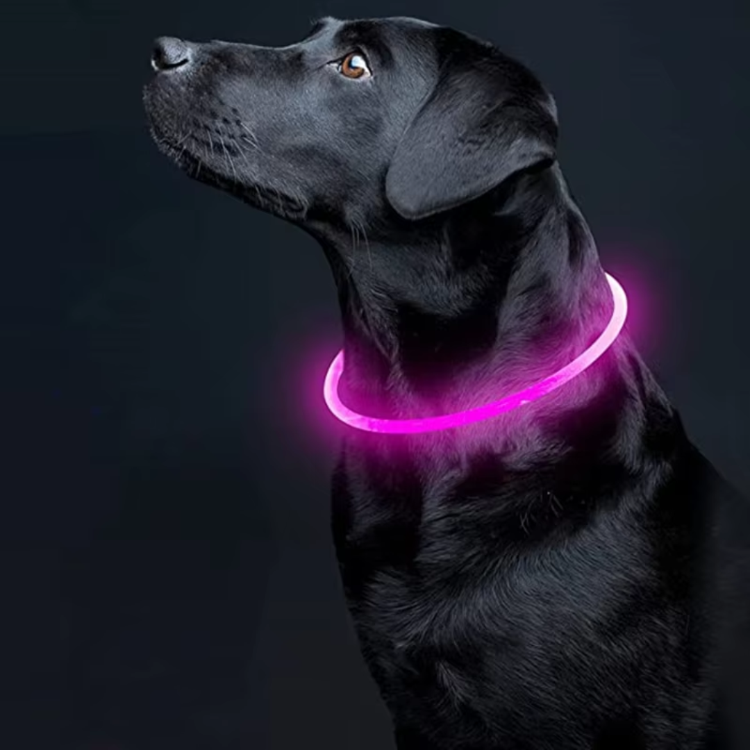 "Blaues leuchtendes LED-Hundehalsband, USB-wiederaufladbar, für sichere Spaziergänge bei Nacht, verstellbar und wetterfest."
