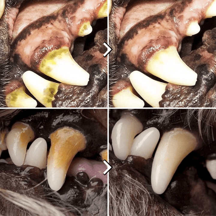 Robustes Hundezerrspielzeug mit Saugnapf