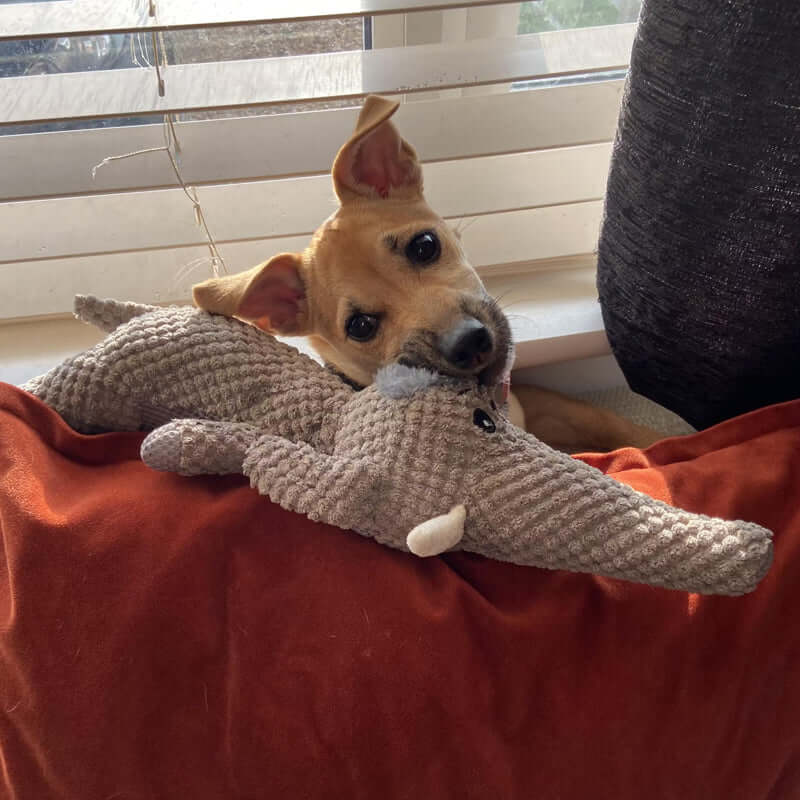 Extra Starkes Hundespielzeug - Langlebig & Sicher