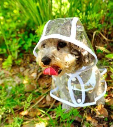 Veste imperméable transparente pour chien