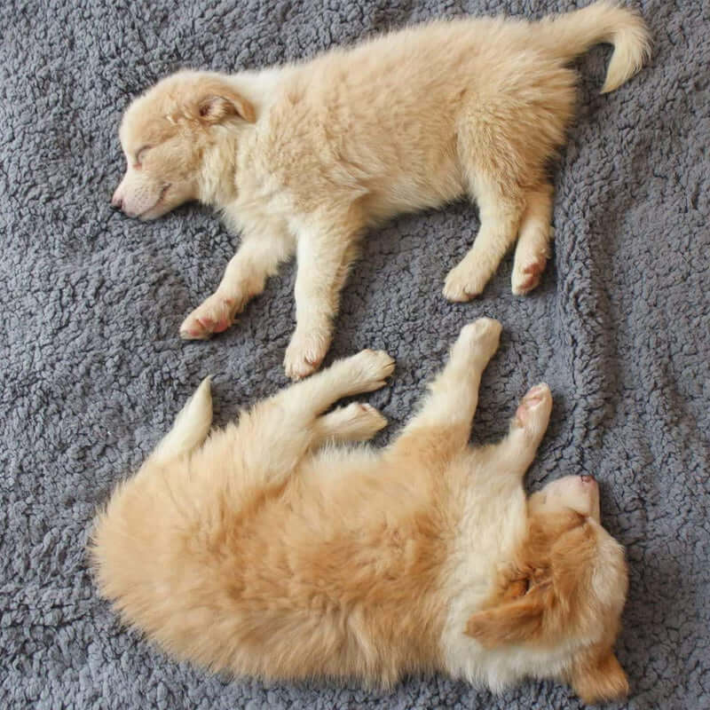 Kuschelige Fleece-Welpendecke - Weich & Warm