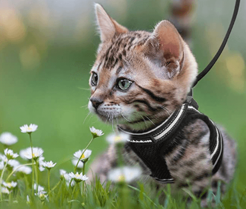 Harnais anti-fuite pour chat avec laisse