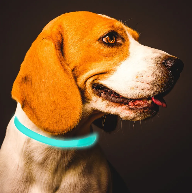 "Leuchtendes Floh- und Zeckenhalsband für Katzen & kleine Hunde, 8 Monate Schutz, erhöht Sichtbarkeit bei Nacht, wasserfest."