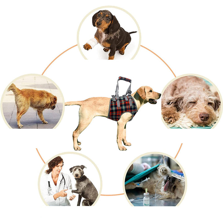 Orthopädischer Hundegurt, ergonomisch, bietet Unterstützung und Stabilität für Hunde-Hinterbeine, Detailaufnahme.