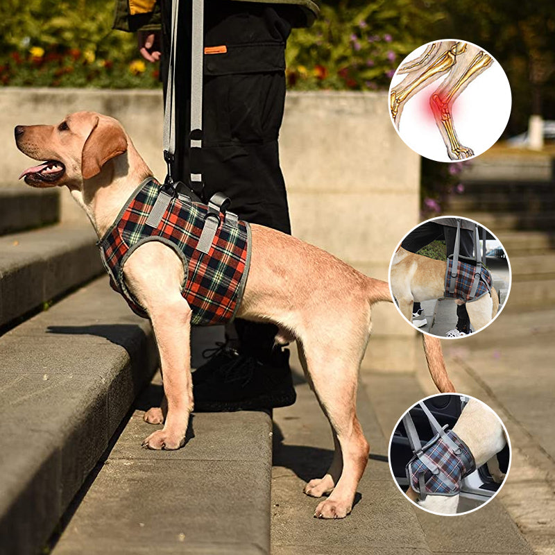 Orthopädischer Hundegurt, ergonomisch, bietet Unterstützung und Stabilität für Hunde-Hinterbeine, Detailaufnahme.