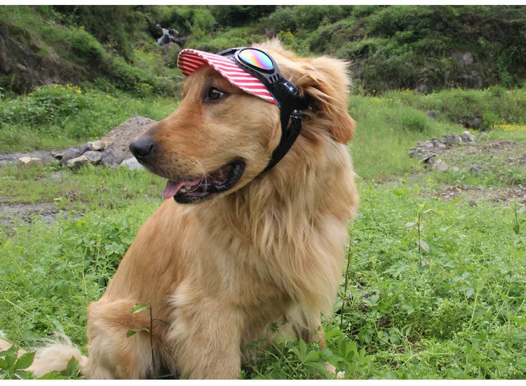 "Stilvolle UV-Schutz Hundebrille in lebhaften Farben, bietet Schutz vor UV-Strahlen, Wind und Staub, bequeme Passform."