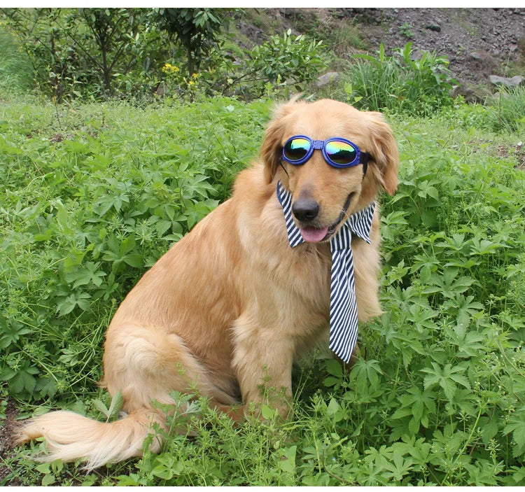 "Stilvolle UV-Schutz Hundebrille in lebhaften Farben, bietet Schutz vor UV-Strahlen, Wind und Staub, bequeme Passform."