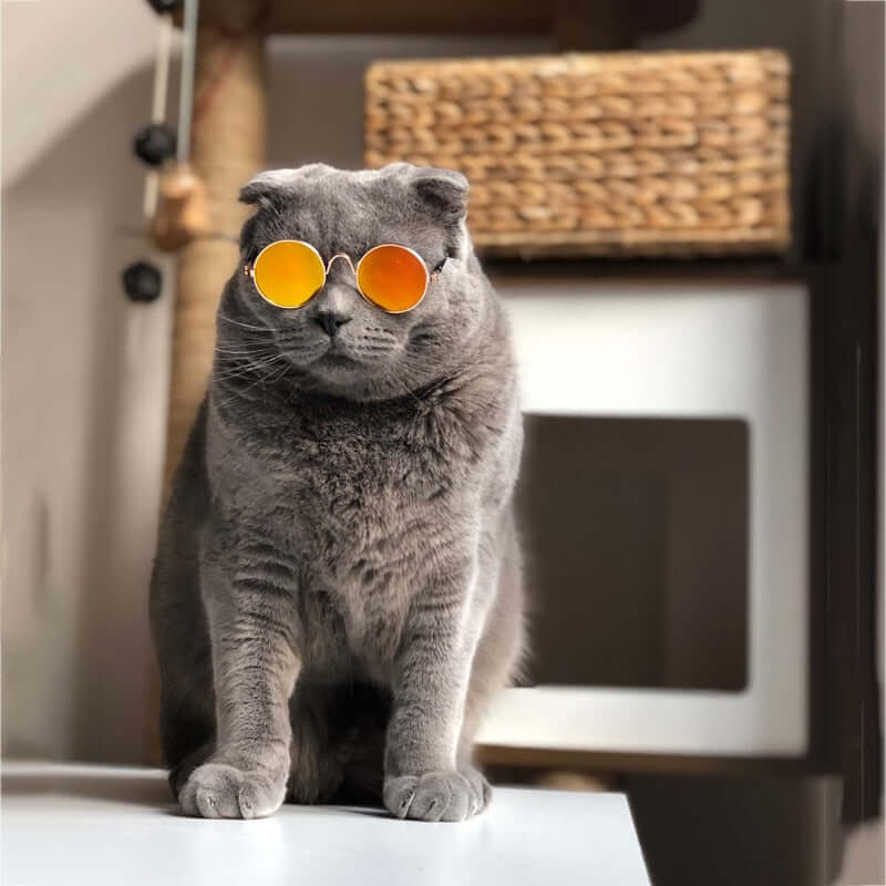 Lunettes tendance pour chat - KittyShades