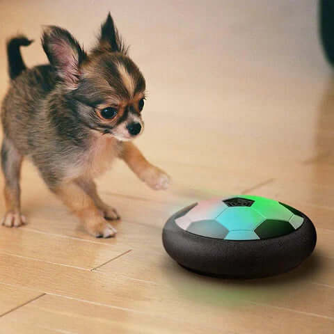 Balle interactive pour chien - amusante pour toutes les races