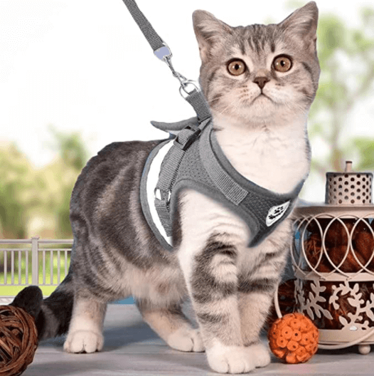 Ausbruchsicheres Katzengeschirr mit Leine