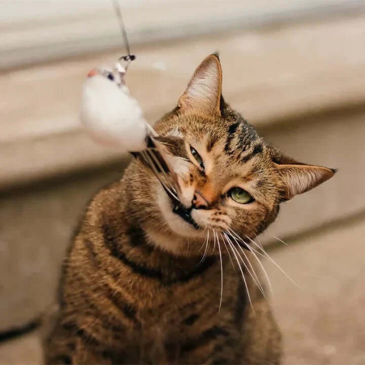 Jouet interactif pour chat - Oiseau à plumes