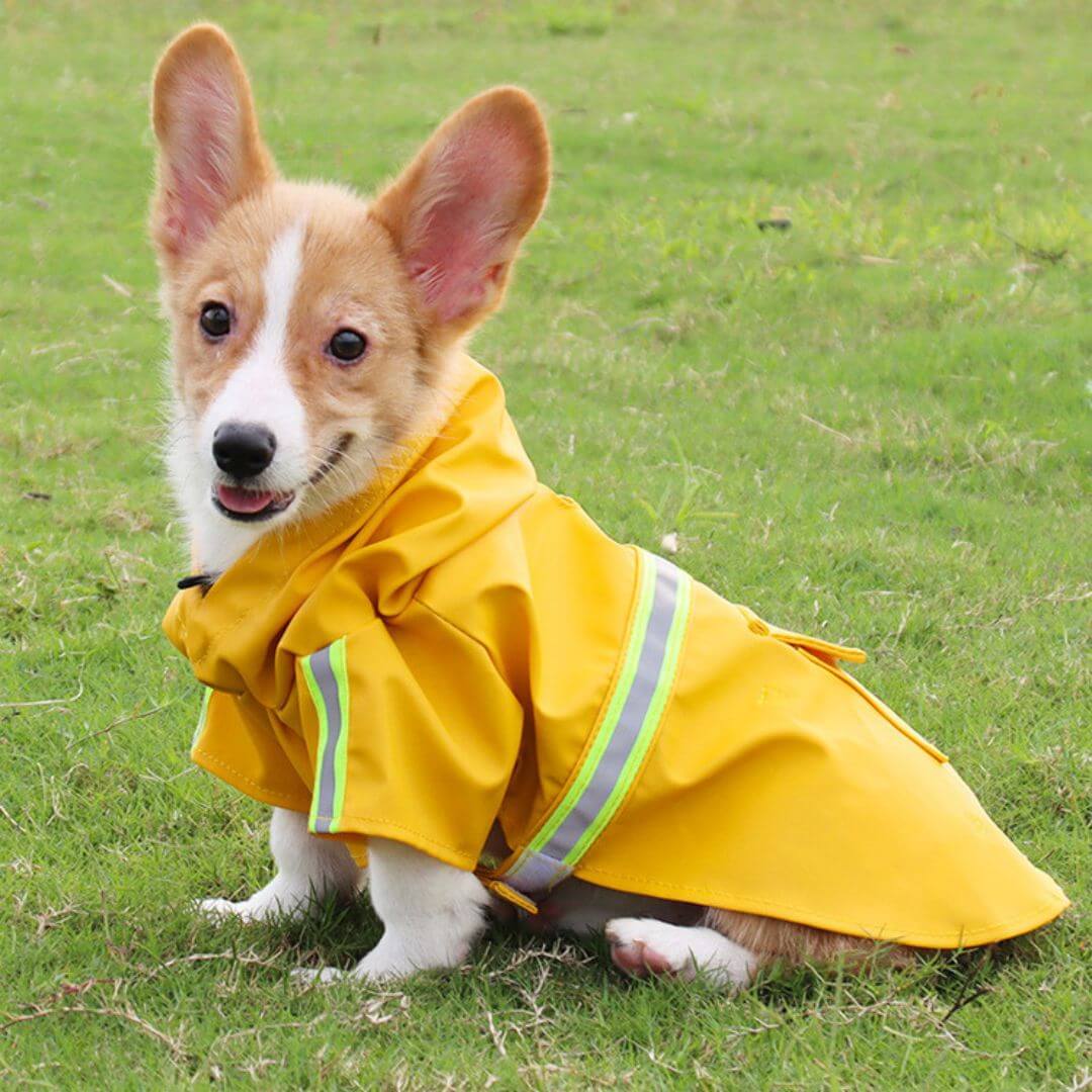 Veste imperméable pour chien pour tous les temps