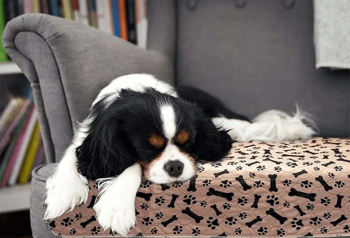 Tapis de dressage réutilisable pour chien