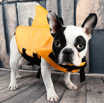 Gilet de sauvetage pour chien - Sûr et confortable