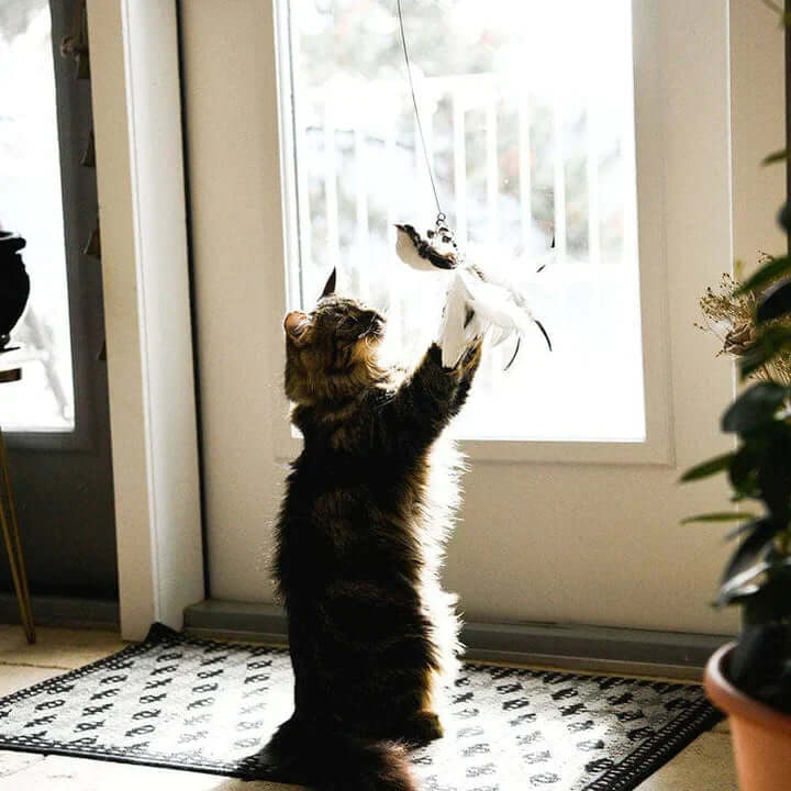 Jouet interactif pour chat - Oiseau à plumes