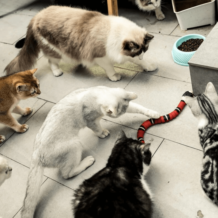 Jouet interactif pour chat - Amusant à remuer