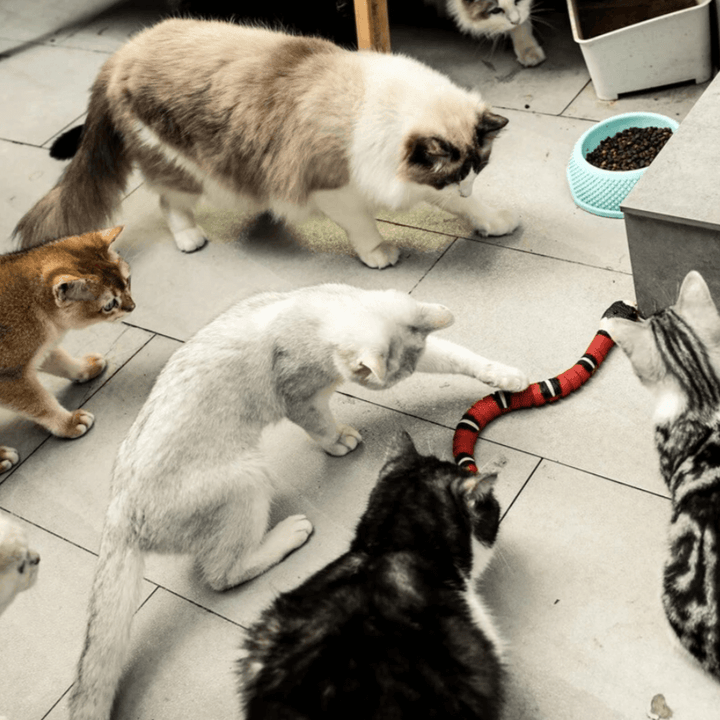 Jouet interactif pour chat - Amusant à remuer