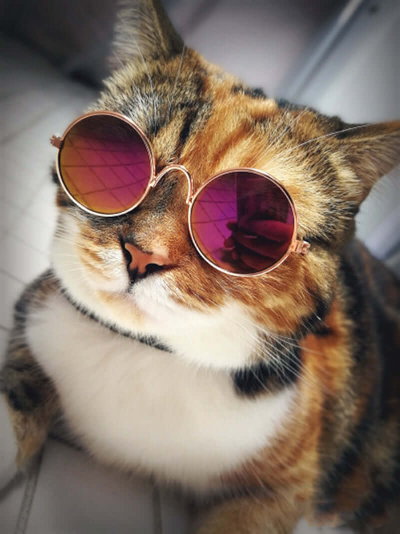 Lunettes tendance pour chat - KittyShades