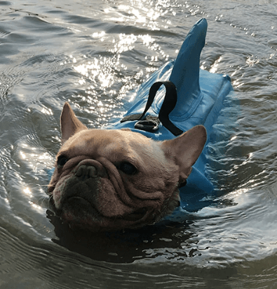 Gilet de sauvetage pour chien - Sûr et confortable