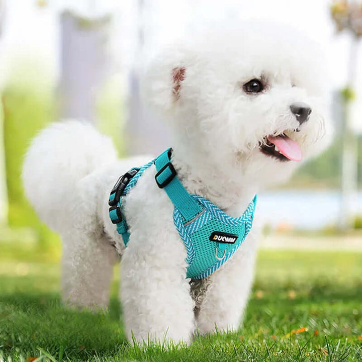 Ensemble harnais et laisse réfléchissants pour chien