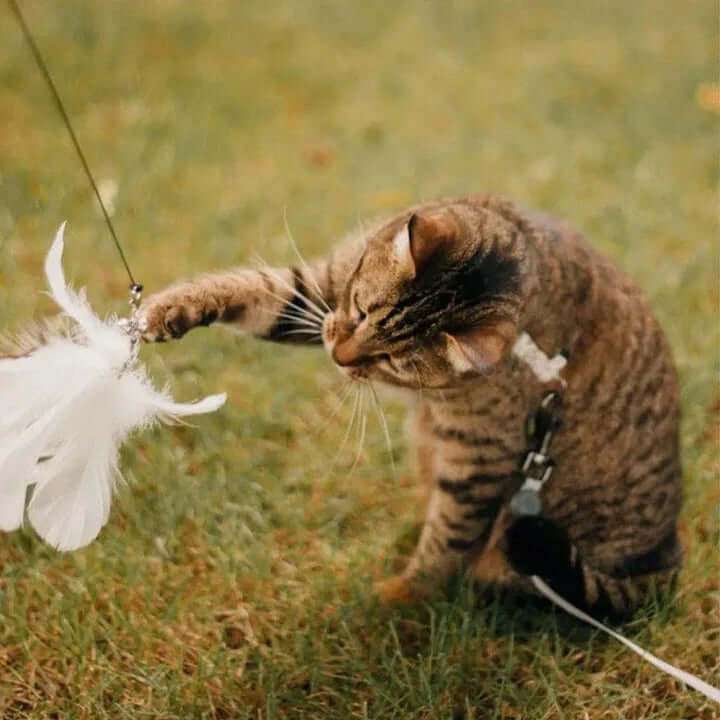 Jouet interactif pour chat - Oiseau à plumes
