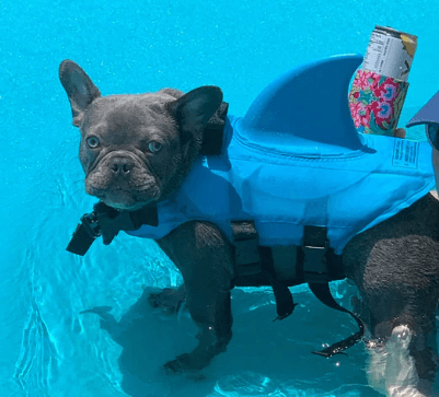 Gilet de sauvetage pour chien - Sûr et confortable