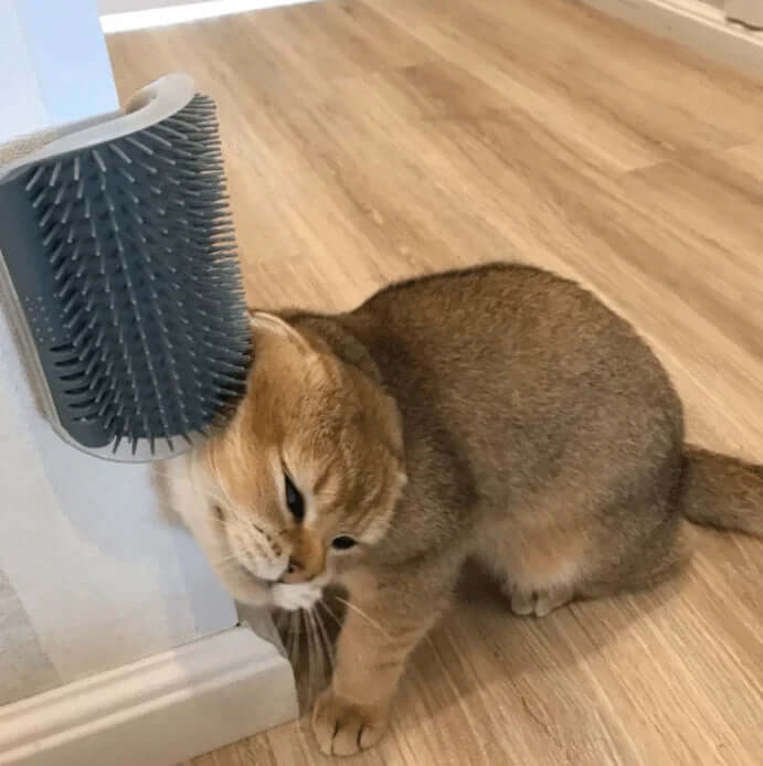 Brosse d'auto-toilettage pour chat pour le coin
