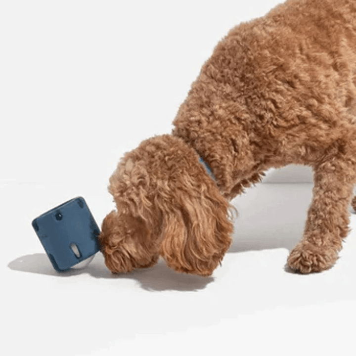 Jouet pour chien, balle sautante pour les soins dentaires et le plaisir