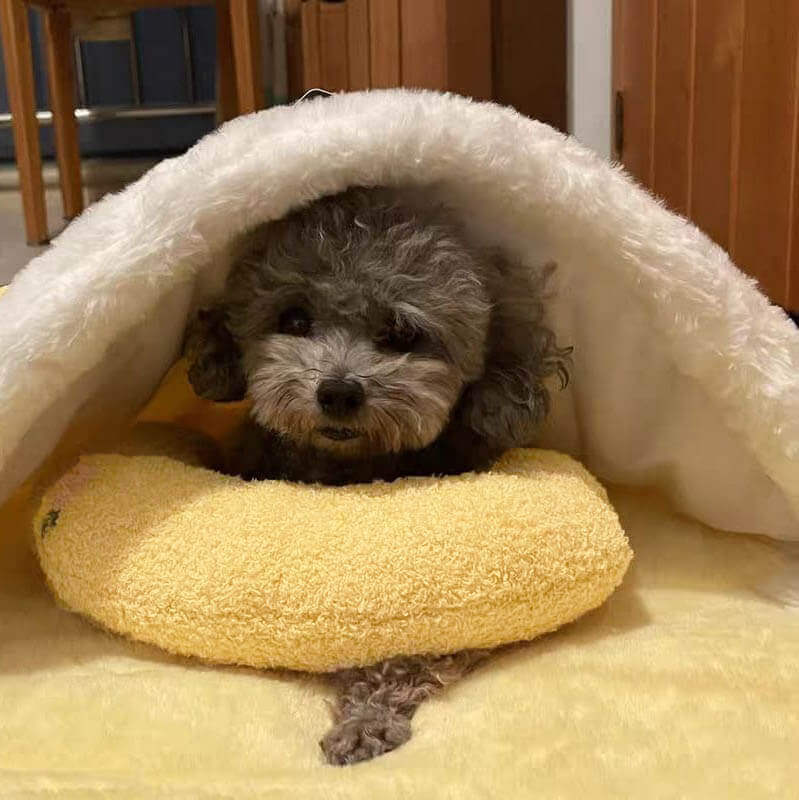 Coussin câlin pour chien pour le repos et le confort