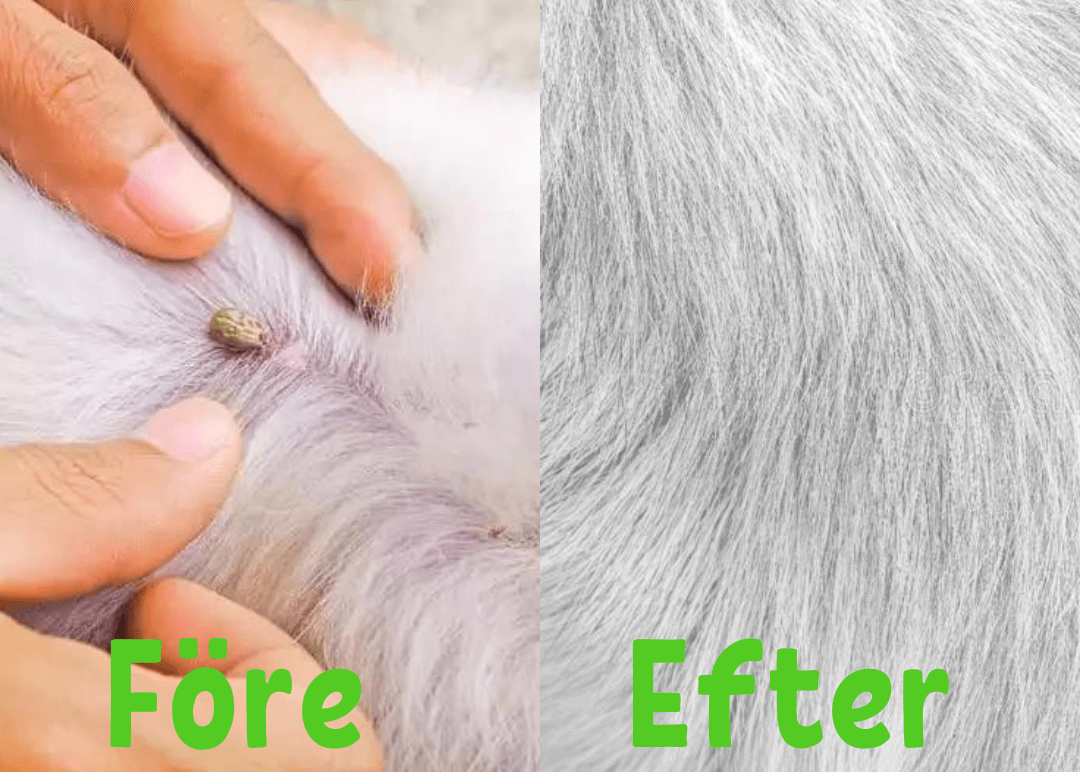 Collier anti-puces et anti-tiques pour chiens et chats