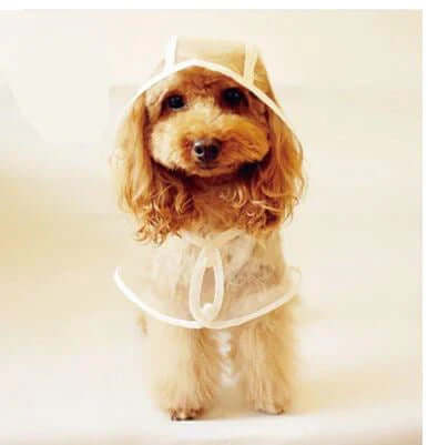 Veste imperméable transparente pour chien