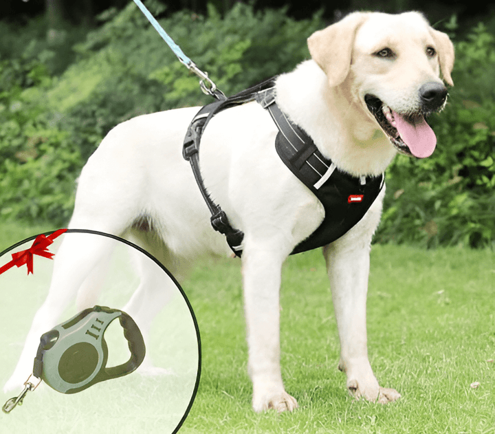 Harnais anti-traction pour chien Confort et sécurité