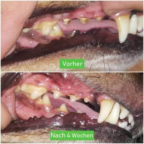 Hundespielzeug Zahnbürste Kauspielzeug